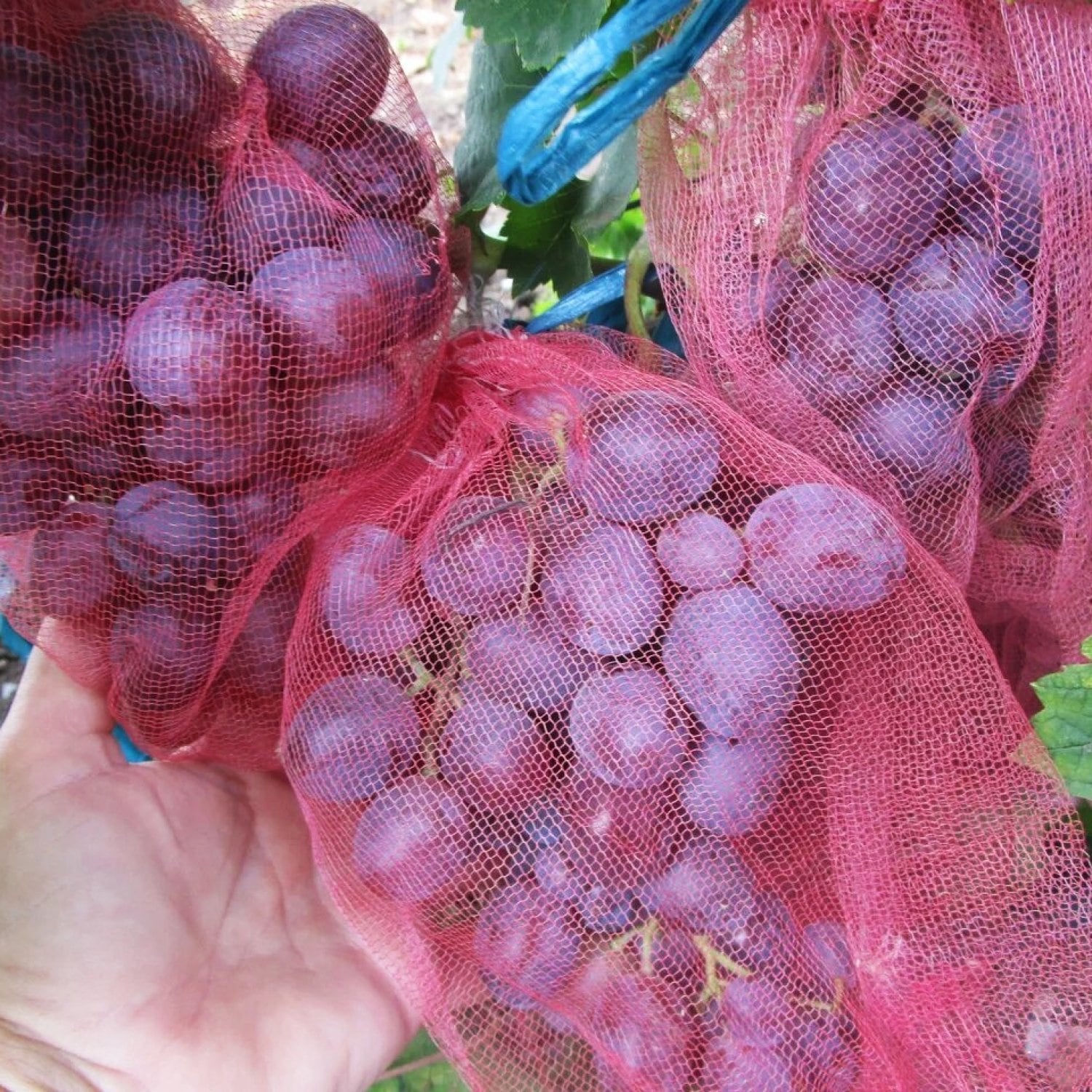 Мешочки для защиты винограда 30х50 с завязками 25шт.