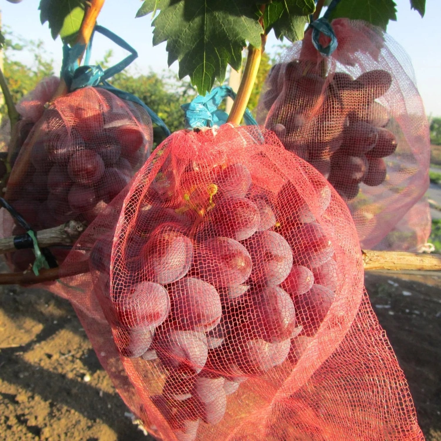 Мешочки для защиты винограда 30х50 с завязками 25шт.