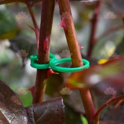 Двойное кольцо-фиксатор для растений, размер S - 50 штук